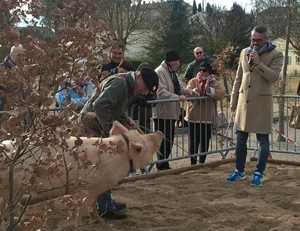 truie-animateur de la fête de la truffe-rabasse