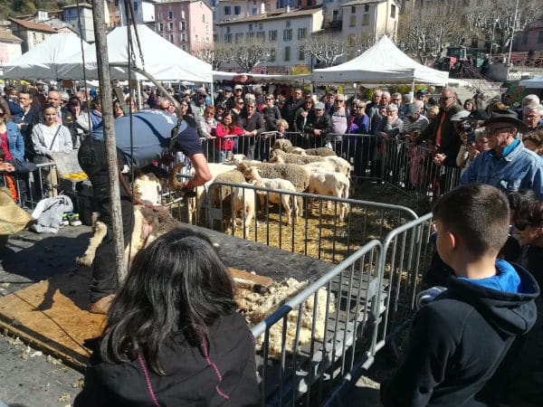 animateur de foire agricole-démonstration-moutons
